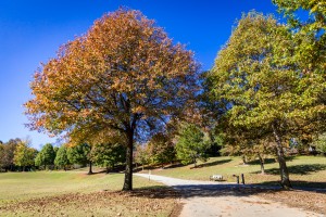 Piedmont Park in the Fall   Atlanta GA 9819